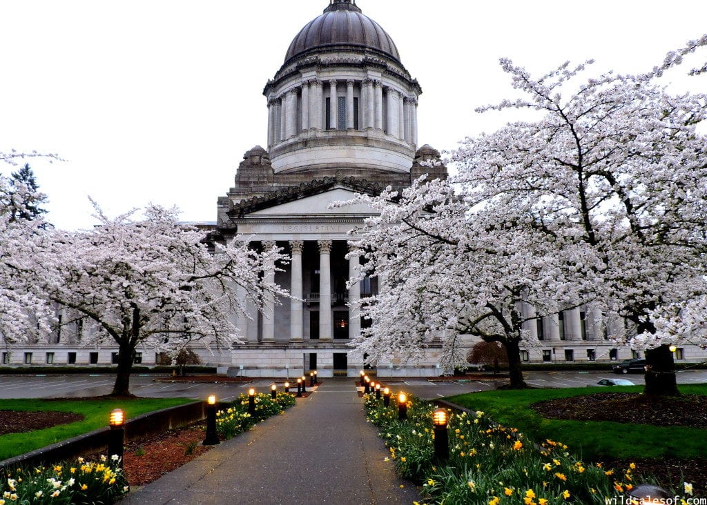 Blooming cherry blossom trees in front of Olympia capitol building
