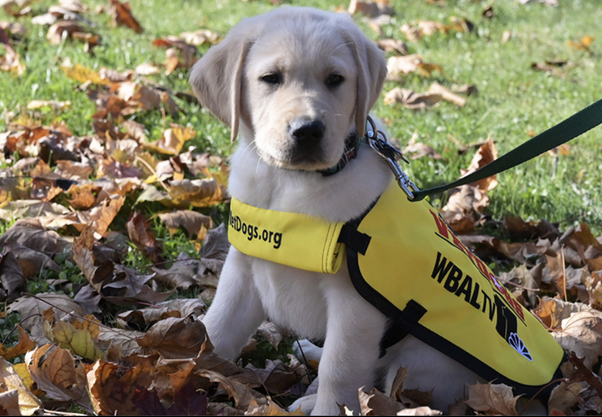 Best Ever Cause: The Guide Dog Foundation